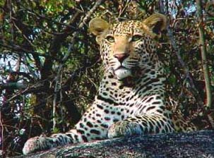 Leopard3.jpg (31348 bytes)