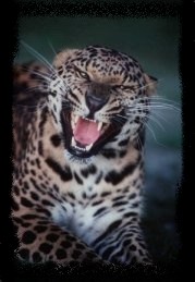 Leopard4.jpg (13092 bytes)
