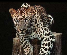 leopard2.jpg (22099 bytes)