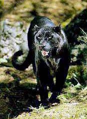 panthere_noire.jpg (20876 bytes)